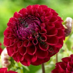 Георгин Natal 1шт/уп (клубень) 10045